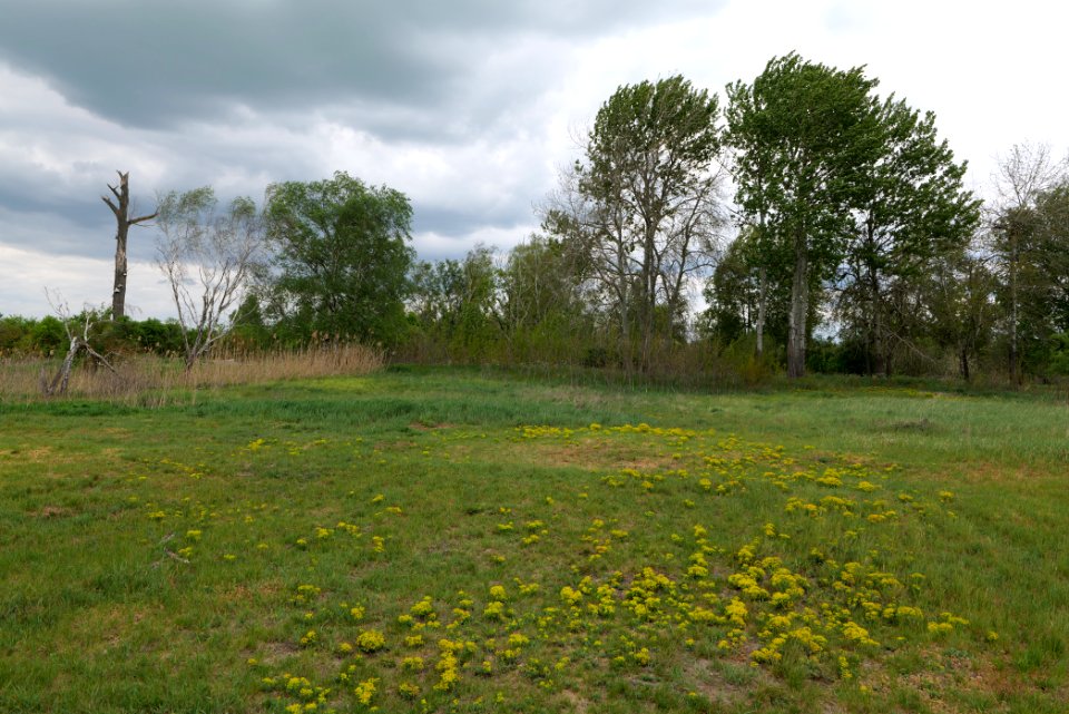Meadow in Fehrbellin 2020-05-15 15