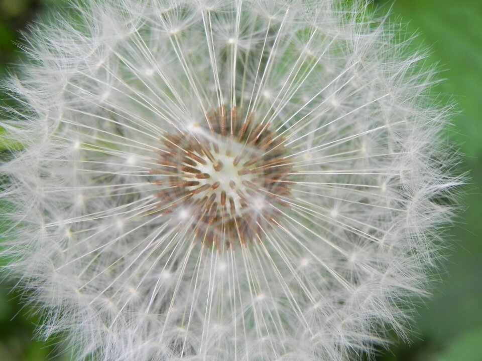 Dandelion seeds pointed flower