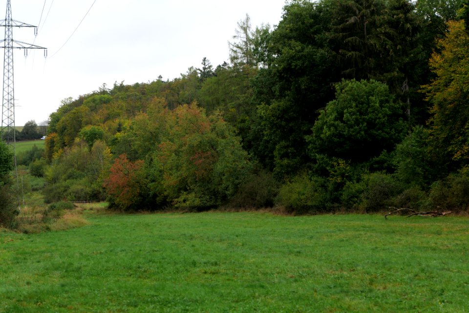 Maulbach forest 2020-10-05 21