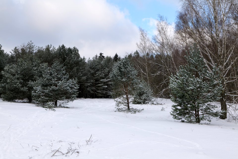 Meadow Fichtewiese Erlengrund Spandauer Forst with snow 2021-02-10 12