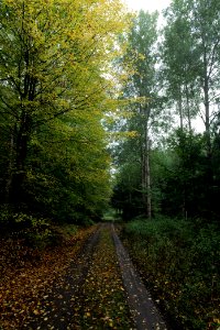 Maulbach forest 2020-10-08 10