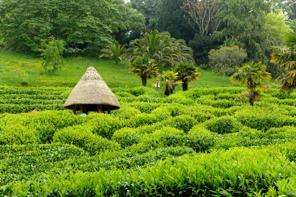 Maze - Glendurgan Garden - Cornwall, England - DSC01827