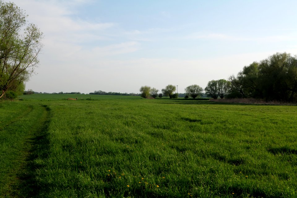 Meadow in Brusendorf 2021-05-11 23