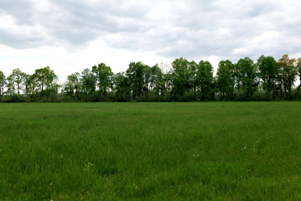 Meadow in Kremmen 2020-05-15 09