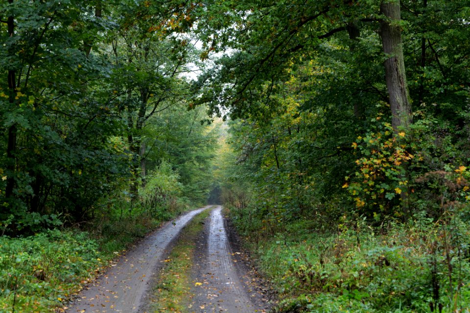 Maulbach forest 2020-10-08 04