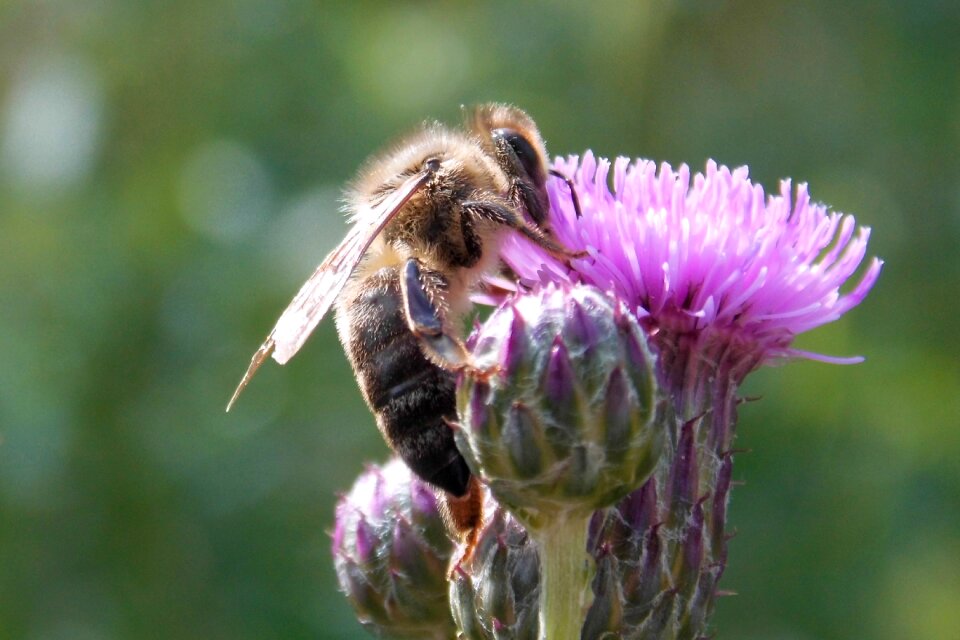 Thistle blossom bloom