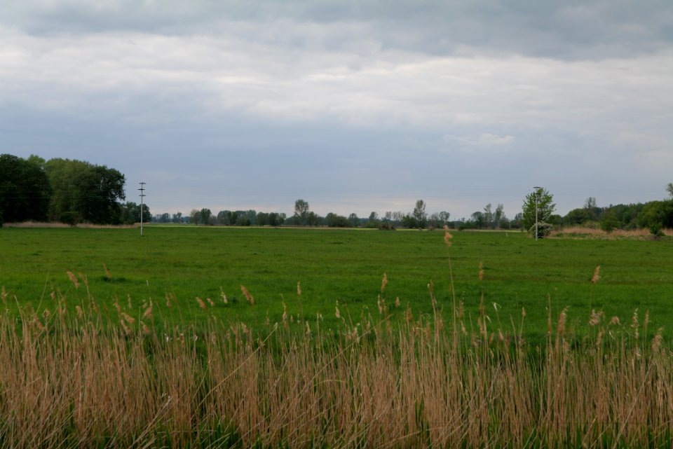Meadow in Fehrbellin 2020-05-15 19