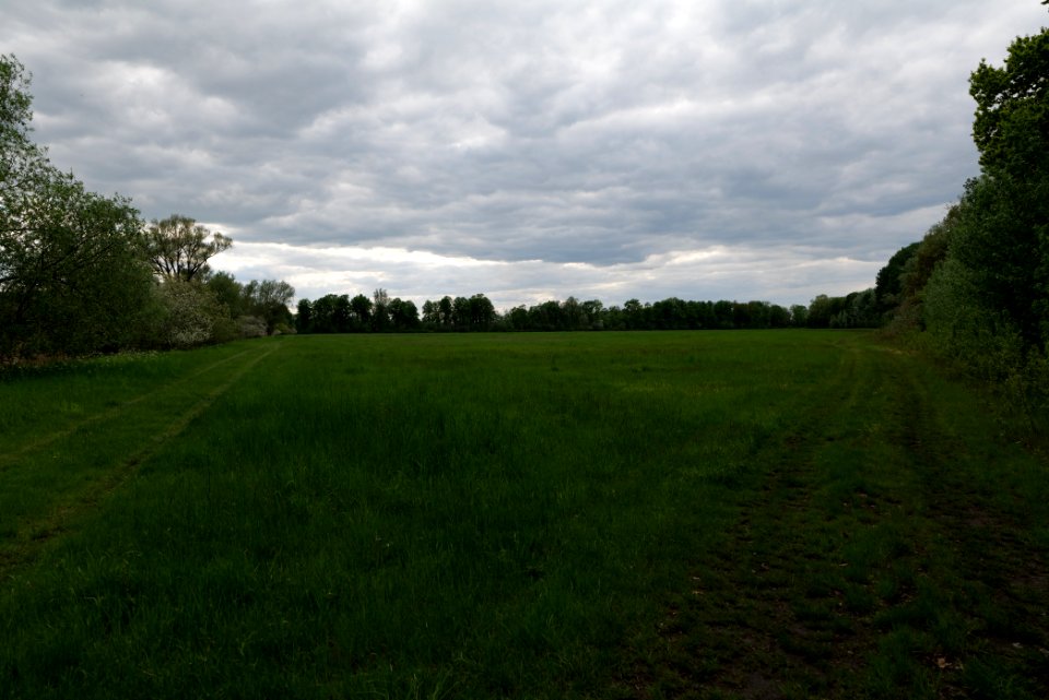 Meadow in Kremmen 2020-05-15 01
