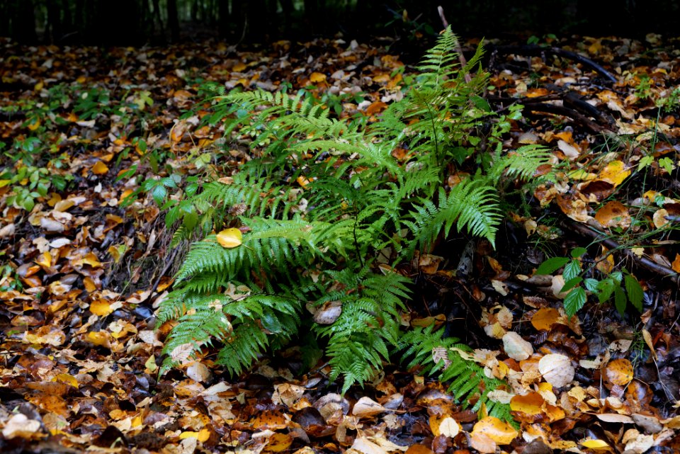 Maulbach forest 2020-10-08 12