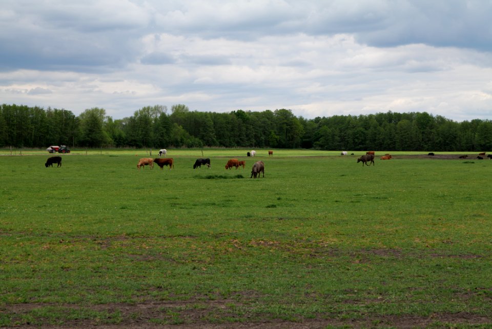 Meadow in Fehrbellin 2020-05-15 09