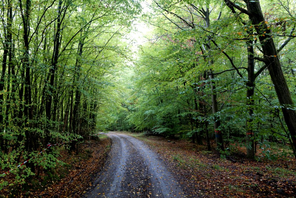 Maulbach forest 2020-10-08 13