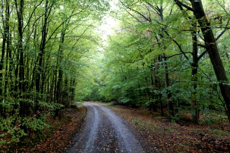 Maulbach forest 2020-10-08 13
