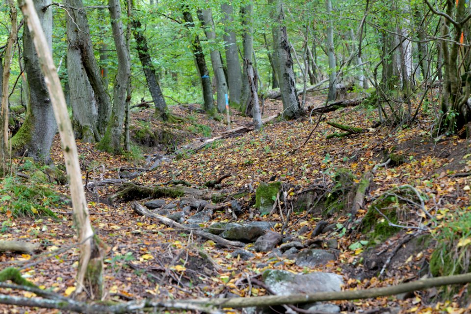 Maulbach forest 2020-10-05 12