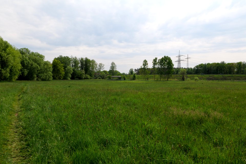 Meadow in Pinnow 2020-05-10 11