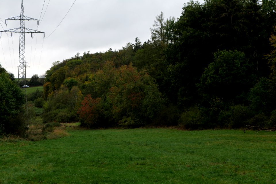 Maulbach forest 2020-10-05 22