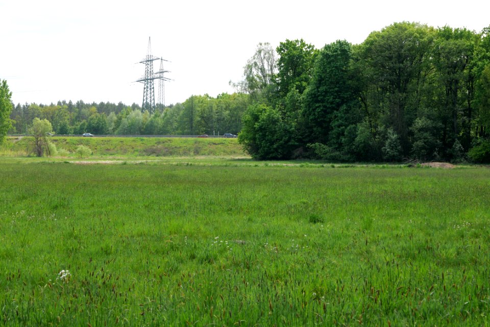 Meadow in Pinnow 2020-05-10 15