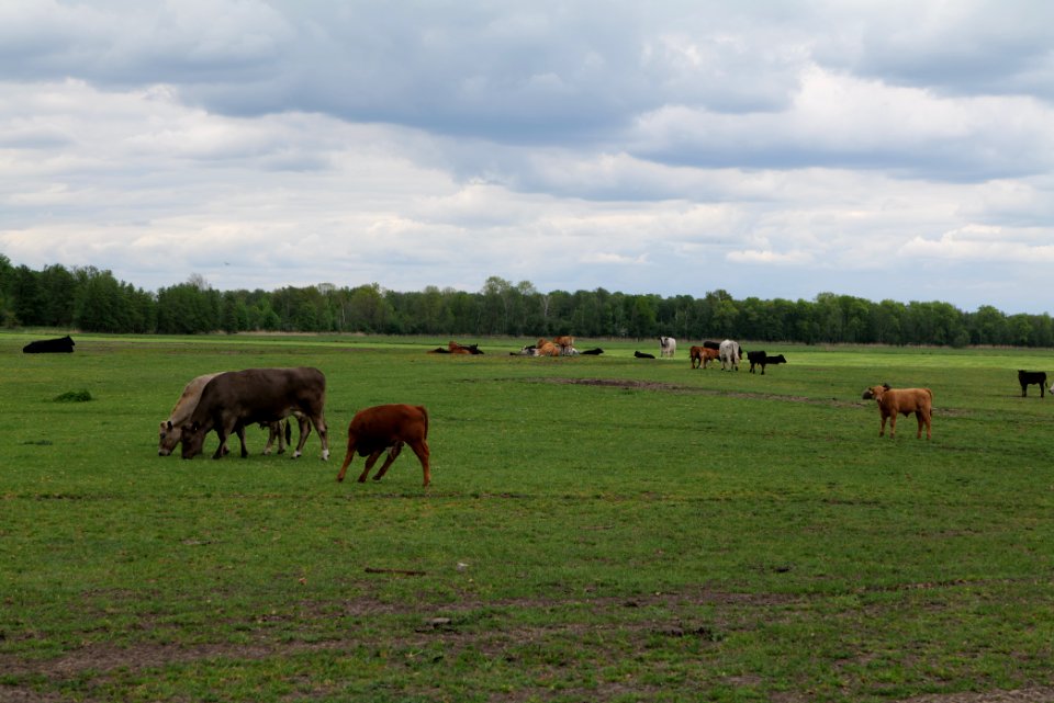 Meadow in Fehrbellin 2020-05-15 11