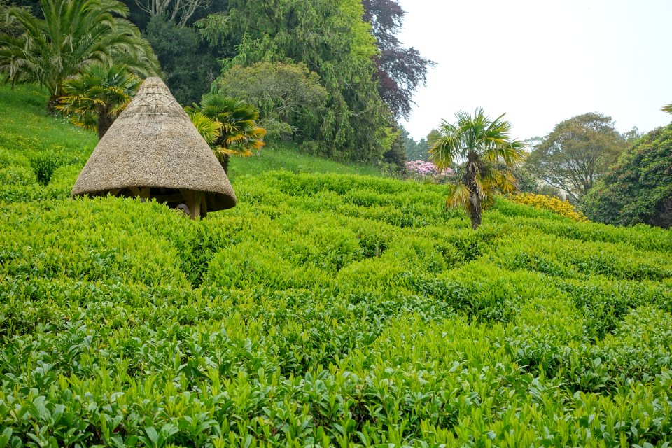 Maze - Glendurgan Garden - Cornwall, England - DSC01830