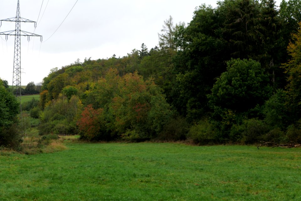 Maulbach forest 2020-10-05 19