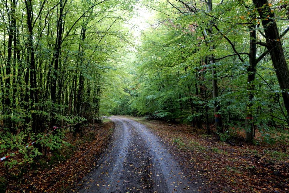 Maulbach forest 2020-10-08 16