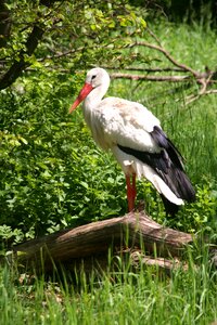 Birds animal picture adebar