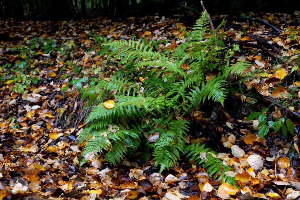 Maulbach forest 2020-10-08 11