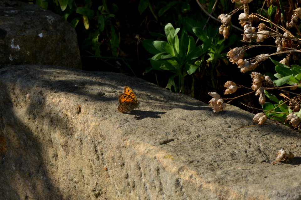 Mauerfuchs Lasiommata megera auf Mauer