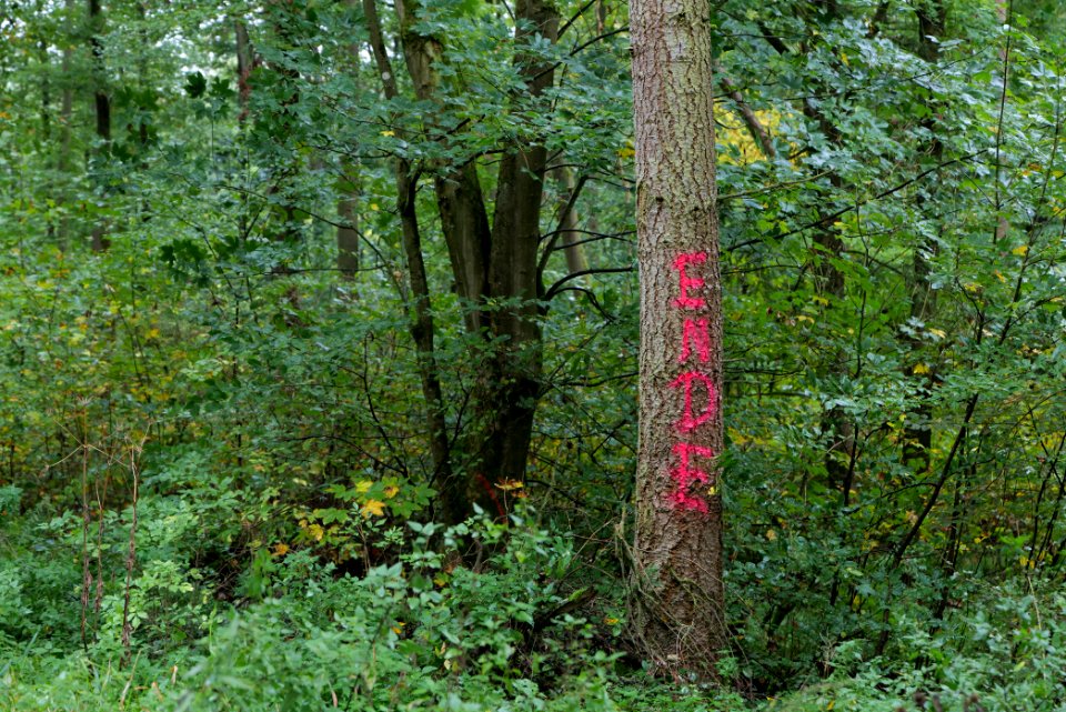 Maulbach forest 2020-10-08 01
