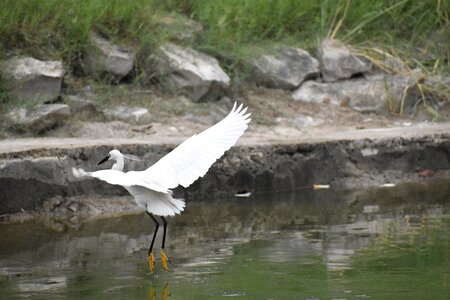 Siberian crane pond white wings