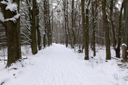 Mauerweg in the Spandauer Forst with snow 2021-02-09 13