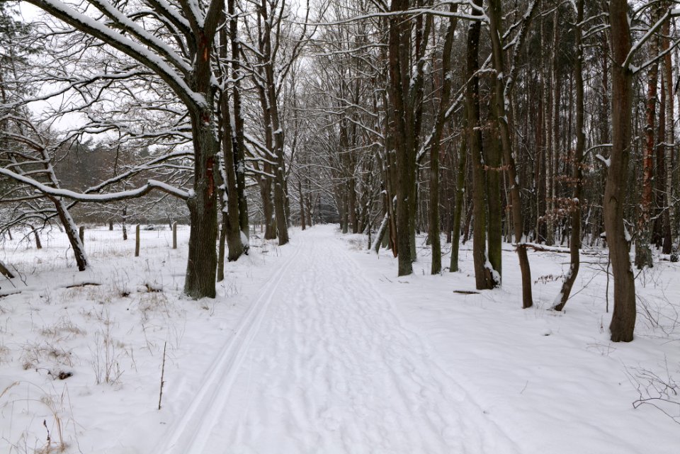 Mauerweg in the Spandauer Forst with snow 2021-02-09 03