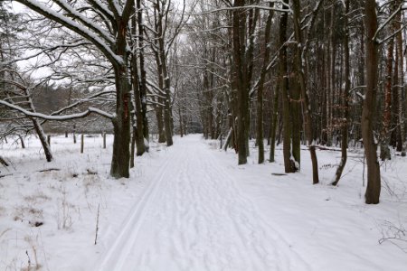 Mauerweg in the Spandauer Forst with snow 2021-02-09 03