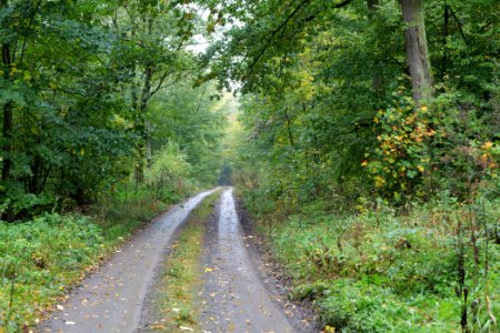 Maulbach forest 2020-10-08 02