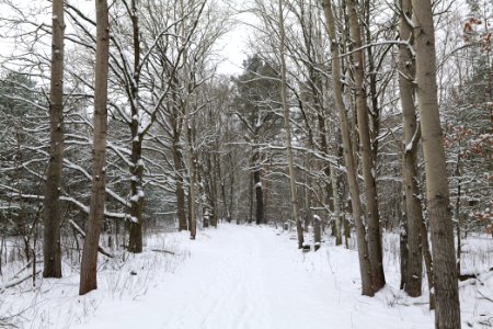 Mauerweg in the Spandauer Forst with snow 2021-02-09 15