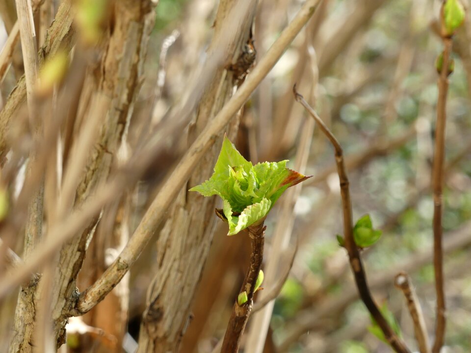 Plant bush vitality