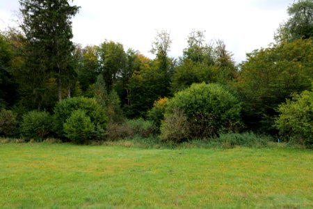 Maulbach forest 2020-10-05 02