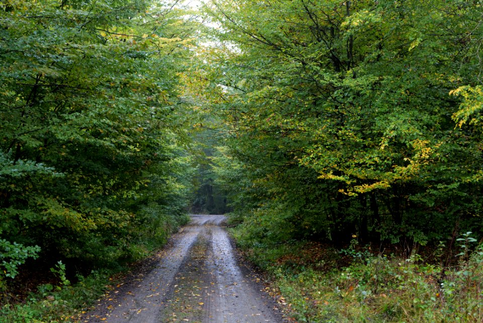 Maulbach forest 2020-10-08 06