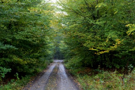 Maulbach forest 2020-10-08 06
