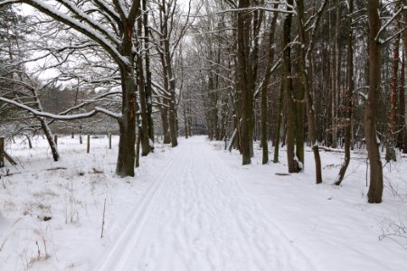 Mauerweg in the Spandauer Forst with snow 2021-02-09 04