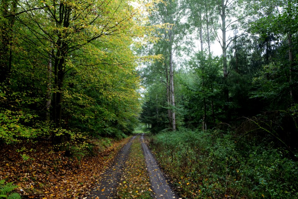 Maulbach forest 2020-10-08 08