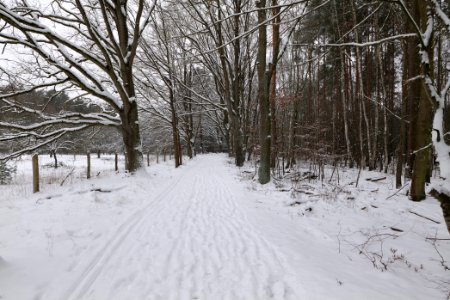 Mauerweg in the Spandauer Forst with snow 2021-02-09 09