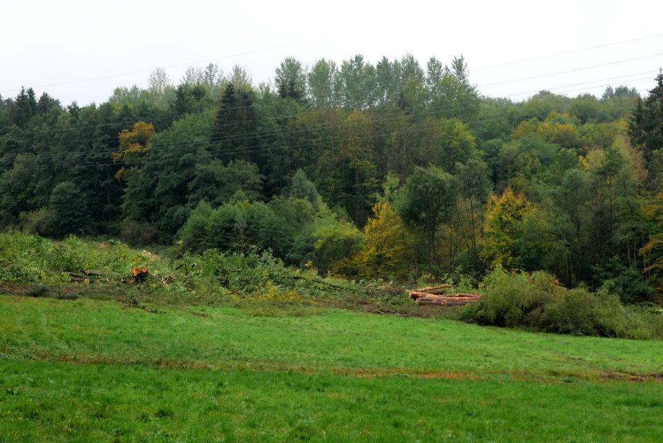 Maulbach forest after tree cuttings 2020-10-08 109
