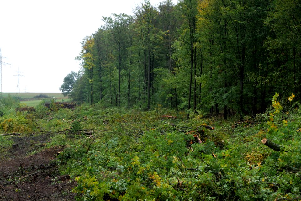 Maulbach forest after tree cuttings 2020-10-08 103
