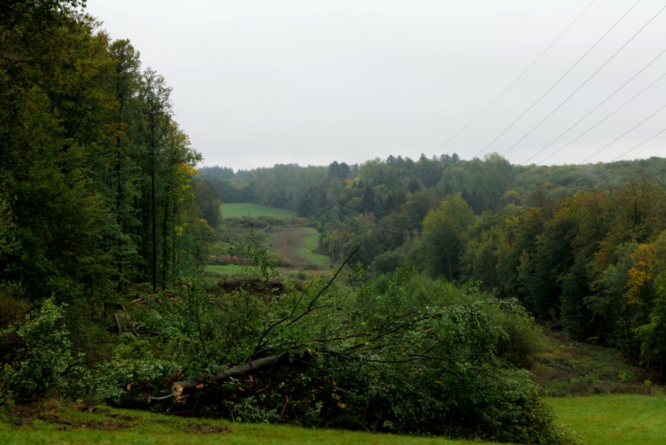 Maulbach forest after tree cuttings 2020-10-08 10