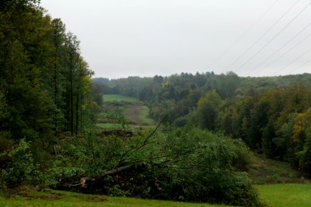 Maulbach forest after tree cuttings 2020-10-08 10