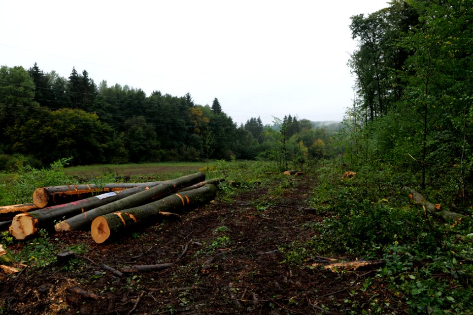 Maulbach forest after tree cuttings 2020-10-08 32