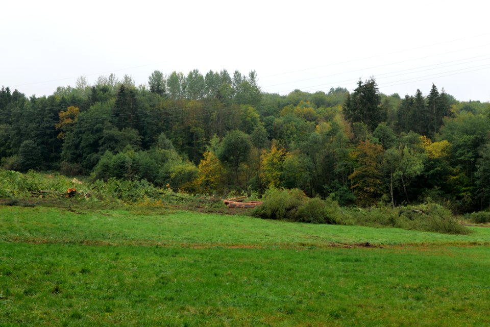 Maulbach forest after tree cuttings 2020-10-08 110