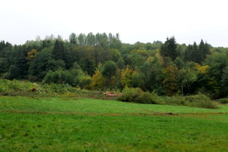 Maulbach forest after tree cuttings 2020-10-08 110
