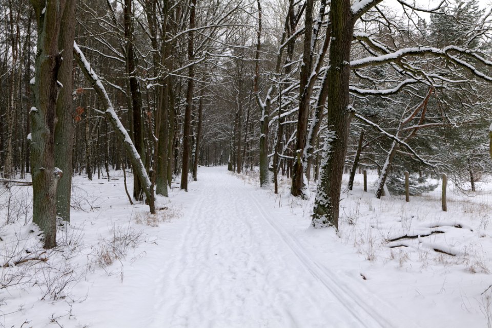 Mauerweg in the Spandauer Forst with snow 2021-02-09 07