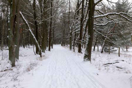 Mauerweg in the Spandauer Forst with snow 2021-02-09 07
